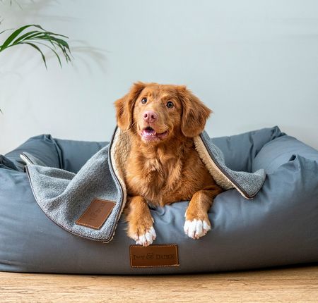 婚後寵物規劃：新婚養毛孩前你該知道的花費與準備