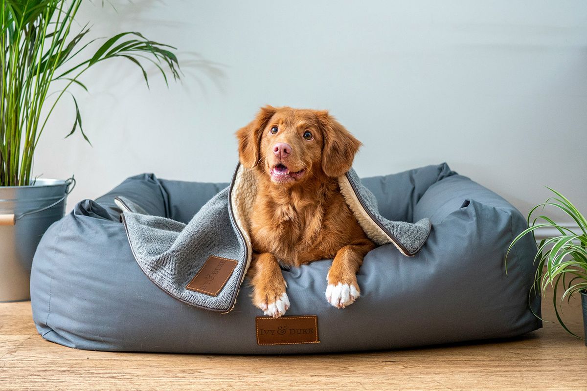 婚後寵物規劃：新婚養毛孩前你該知道的花費與準備